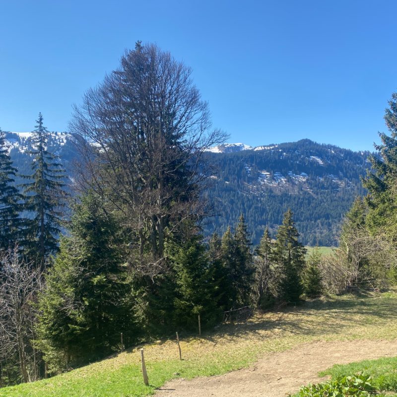 “PROPRIETE LES TEYS”POUR AMOUREUX DE LA NATURE TRES TRANQUILLE ET CALME MAGNIFIQUE VUE SUR TOUT LE MASSIF DES DIABLERETS 